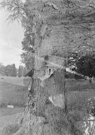 LAKE SIDE OAK TREE WITH NESTING BOX